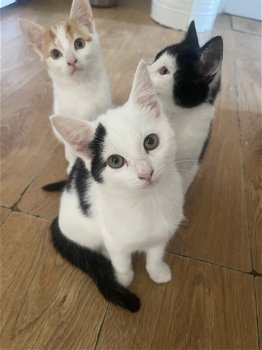 Kittens - 0