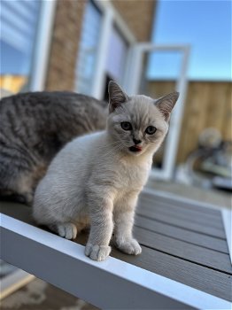 Britse kortgaar kitten Wit poes Blauw ogen - 0