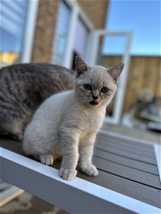 Britse kortgaar kitten Wit poes Blauw ogen