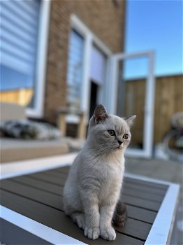 Britse kortgaar kitten Wit poes Blauw ogen - 1