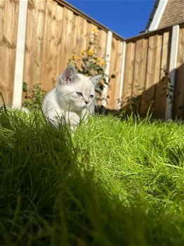 Britse kortgaar kitten Wit poes Blauw ogen - 2