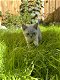 Britse kortgaar kitten Wit poes Blauw ogen - 3 - Thumbnail