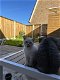 Britse kortgaar kitten Wit poes Blauw ogen - 4 - Thumbnail