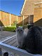 Britse kortgaar kitten Wit poes Blauw ogen - 5 - Thumbnail