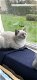 Britse kortgaar kitten Wit poes Blauw ogen - 7 - Thumbnail