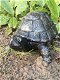 tuinbeeld Schildpad , schildpad , tuin - 2 - Thumbnail