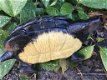 tuinbeeld Schildpad , schildpad , tuin - 3 - Thumbnail