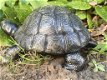 tuinbeeld Schildpad , schildpad , tuin - 4 - Thumbnail