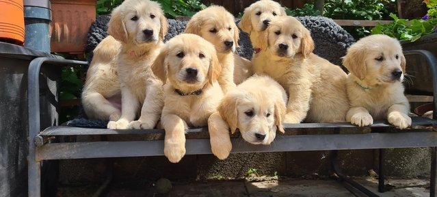 Golden Retriever Puppies Ready - 0