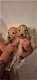 Labradoodle pups nog 1 reutje beschikbaar - 0 - Thumbnail