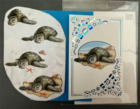 Zeeschildpad - 0