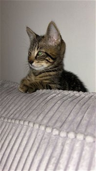 Kitten 9 weken - 1