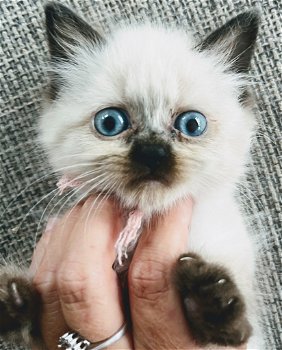 Himalayan kittens (Pers X Siamees) - 0
