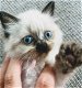 Himalayan kittens (Pers X Siamees) - 1 - Thumbnail
