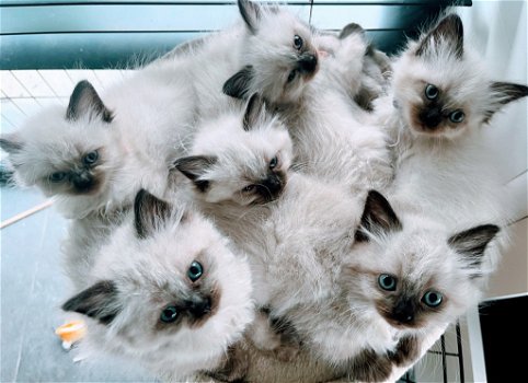 Himalayan kittens (Pers X Siamees) - 2