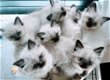 Himalayan kittens (Pers X Siamees) - 2 - Thumbnail