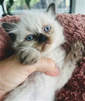 Himalayan kittens (Pers X Siamees) - 3