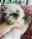 Himalayan kittens (Pers X Siamees) - 3 - Thumbnail