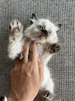 Himalayan kittens (Pers X Siamees) - 4