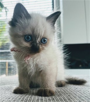 Himalayan kittens (Pers X Siamees) - 5