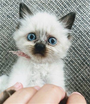 Himalayan kittens (Pers X Siamees) - 6