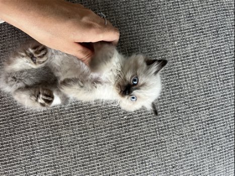 Himalayan kittens (Pers X Siamees) - 7