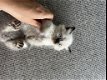 Himalayan kittens (Pers X Siamees) - 7 - Thumbnail