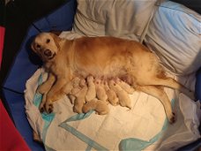 Golden retriever puppies