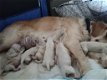 Golden retriever puppies - 1 - Thumbnail