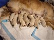 Golden retriever puppies - 2 - Thumbnail