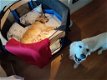 Golden retriever puppies - 3 - Thumbnail