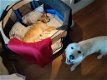 Golden retriever puppies - 4 - Thumbnail