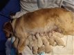 Golden retriever puppies - 5 - Thumbnail