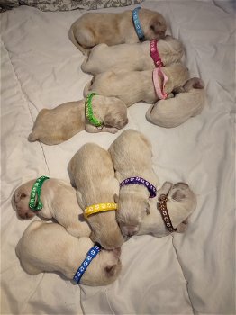 Golden retriever puppies - 7