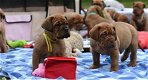 Super mooie bordeaux dog pups - 0 - Thumbnail