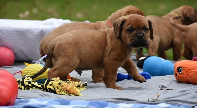 Super mooie bordeaux dog pups - 1