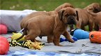 Super mooie bordeaux dog pups - 1 - Thumbnail