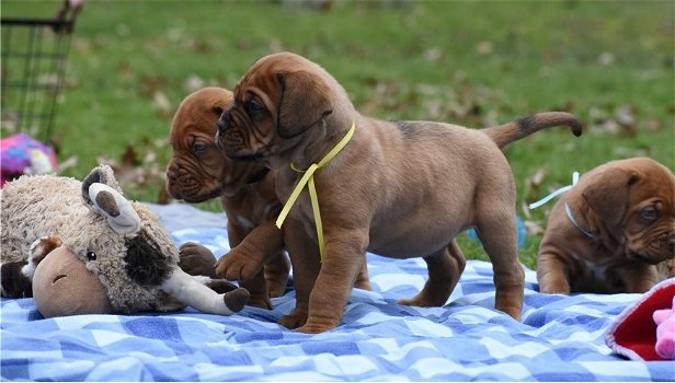 Super mooie bordeaux dog pups - 2