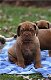 Super mooie bordeaux dog pups - 3 - Thumbnail
