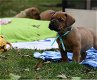 Super mooie bordeaux dog pups - 4 - Thumbnail
