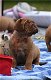 Super mooie bordeaux dog pups - 5 - Thumbnail