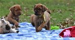 Super mooie bordeaux dog pups - 6 - Thumbnail