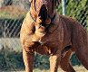 Super mooie bordeaux dog pups - 7 - Thumbnail