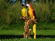 set papegaai - 6 - Thumbnail