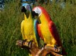 set papegaai - 7 - Thumbnail