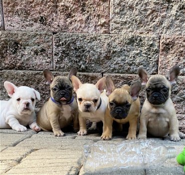 french franse bulldog pups, pupjes met stamboom - 0