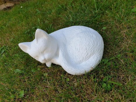 Lieve witte kleine kat ,poes - 2