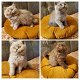 Prachtige Brits Korthaar en Langhaar kittens - 0 - Thumbnail