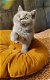 Prachtige Brits Korthaar en Langhaar kittens - 1 - Thumbnail