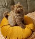 Prachtige Brits Korthaar en Langhaar kittens - 2 - Thumbnail